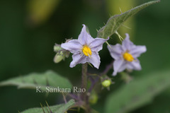 Solanum anguivi